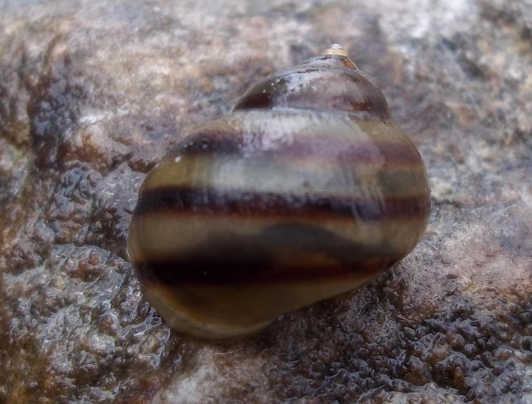 identificazione dulciaquicola